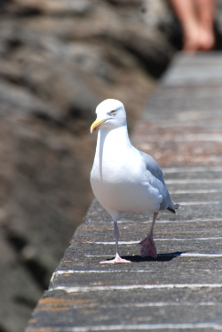 Saint Malo - Goeland